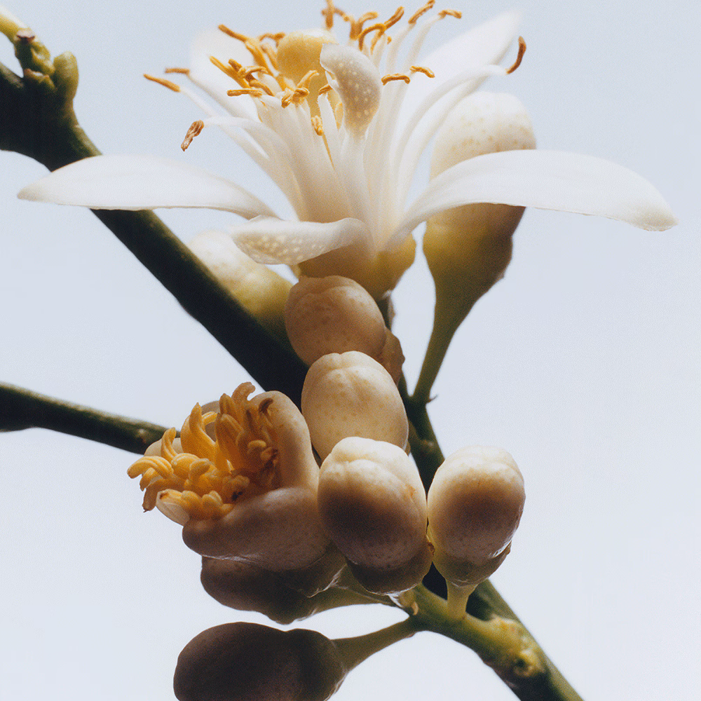 Jo Malone Orange Blossom