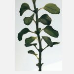 Loewe Small Oregano Candle