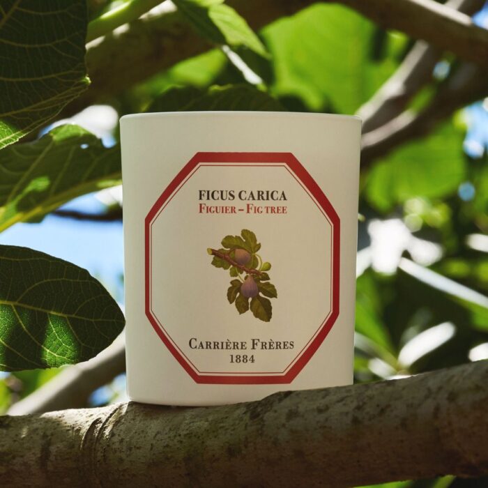 Carriere Freres Fig tree Candle 100% vegetable wax