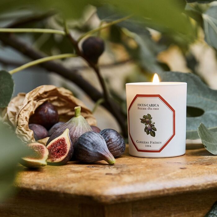 Maison De Luxxso World Wide - Carriere Freres Fig tree Candle 100% vegetable wax