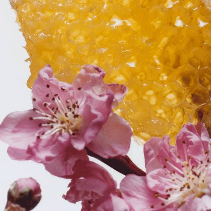 Jo Malone Nectarine Blossom & Honey Scented Candle
