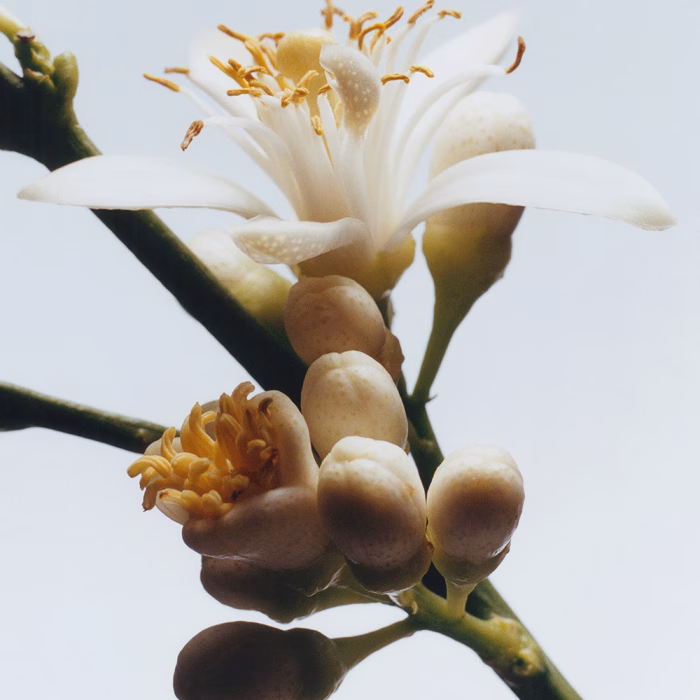 Jo Malone Orange Blossom