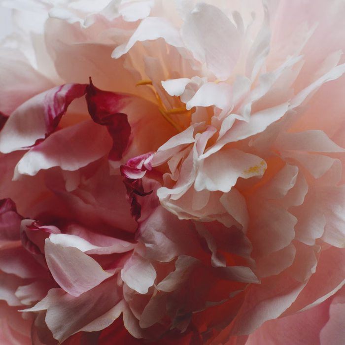 Jo Malone Peony & Blush Suede Scented Candle